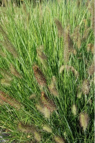 Pennisetum alopecuroides