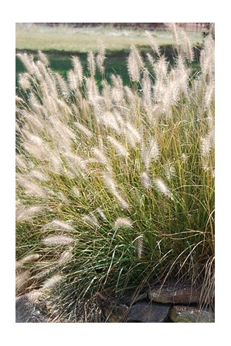 Pennisetum alopecuroides...