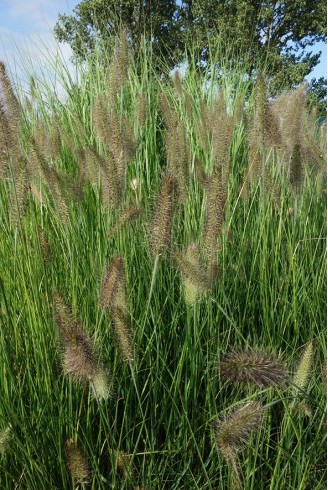 Pennisetum alopecuroides...