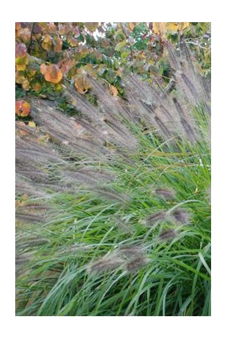 Pennisetum alopecuroides...