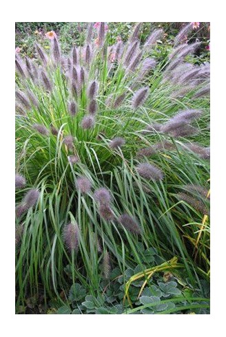 Pennisetum alopecuroides...