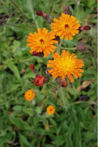 Pilosella aurantiaca