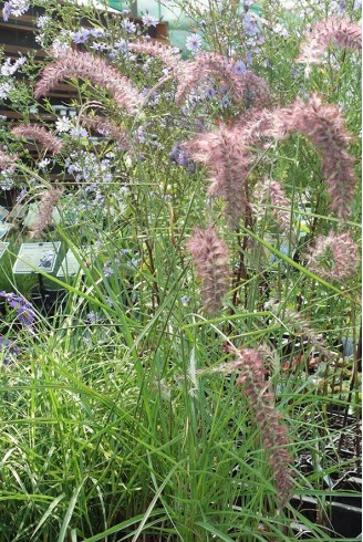 Pennisetum orientale...