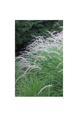 Pennisetum orientale 'Tall...