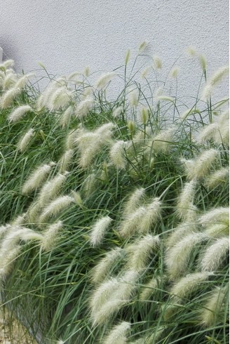 Pennisetum villosum