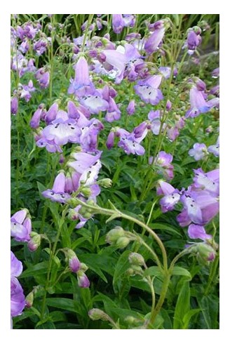 Penstemon 'Alice Hindley'