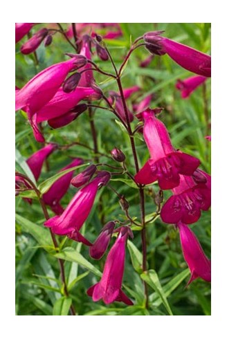 Penstemon 'Andenken an...