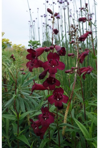 Penstemon 'Black Bird'