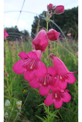 Penstemon 'Pensham Just Jayne'