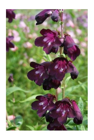 Penstemon 'Raven'