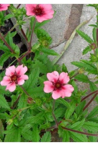 Potentilla nepalensis 'Miss...