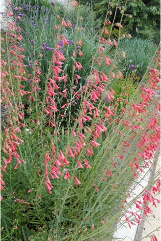 Penstemon barbatus 'Coccineus'