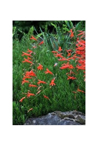 Penstemon pinifolius 'Giant...