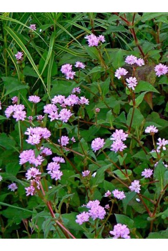 Persicaria runcinata