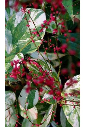 Persicaria virginiana...