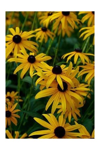 Rudbeckia fulgida...