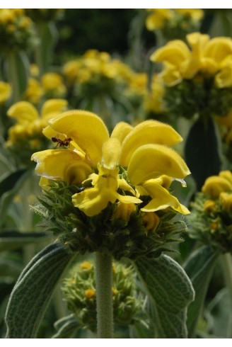 Phlomis fruticosa