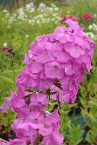 Phlox maculata 'Alpha'