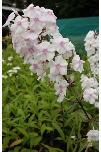 Phlox maculata 'Omega'