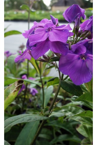 Phlox paniculata 'Blauer...