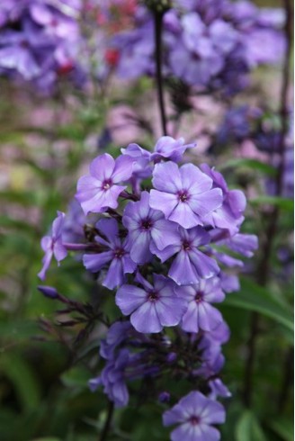 Phlox paniculata 'Blue...