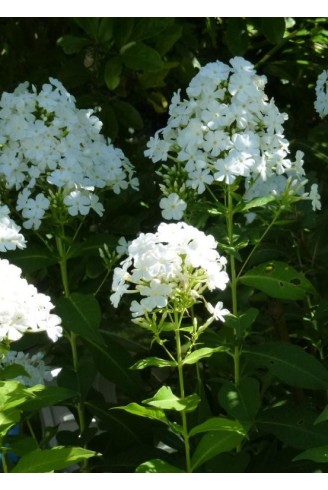 Phlox paniculata 'Fujiyama'