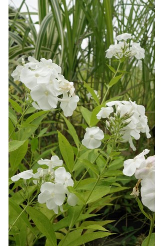 Phlox paniculata 'Rembrandt'