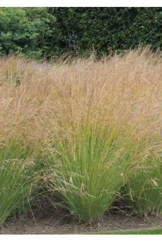 Poa labillardieri