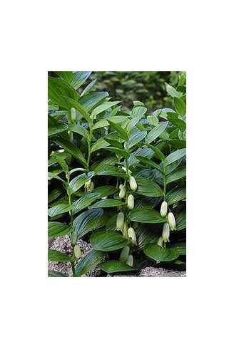 Polygonatum humile