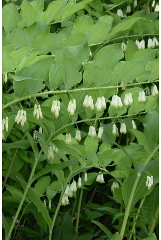 Polygonatum multiflorum