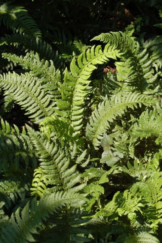 Polystichum aculeatum