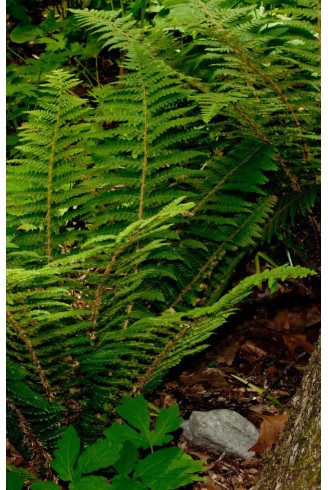 Polystichum braunii