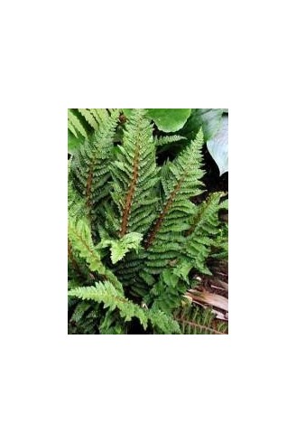 Polystichum setiferum...