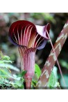 Collection de plantes vivaces himalayennes et Asiatiques rustiques