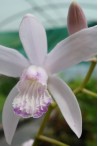 Orchidées de jardin non gélives