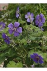 Acheter des Geranium vivaces pour le jardin résistant au gel