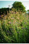 Choisir des Sauges  pour le jardin résistant au gel