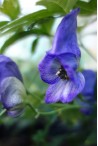 Choisir des plantes vivaces de jardin - Plantes fleuries pour massifs