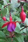 Découvrir les Fuchsias rustiques pour les jardins