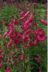 Penstemon - Galane : Description de notre gamme de coloris