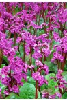 Description, choix des Bergenia plante des savetiers acheter en ligne