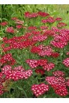 Acheter des Achillées -toutes les couleurs des Achillea