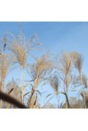 Découvrez notre collection de Miscanthus - Eulalie - Roseau de Chine -