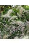 Découvrez notre gamme de Pennisetum - Herbe aux écouvillons