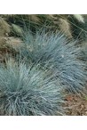 Acheter des Fétuques ornementales pour le jardin - Festuca