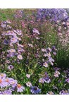 Toute notre gamme d'Aster - Vendangeuses pour le jardin