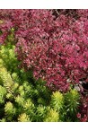 Toute notre game de Sedum - Orpins résistants au gel pour le jardin 