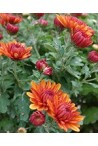 Une sélection de beaux Chrysanthèmes résistants pour le jardin