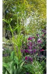 Bien choisir les plantes vivaces rustiques pour son jardin est simple!