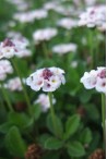 Choisir des plantes tapissantes pour le jardin résistant au gel.